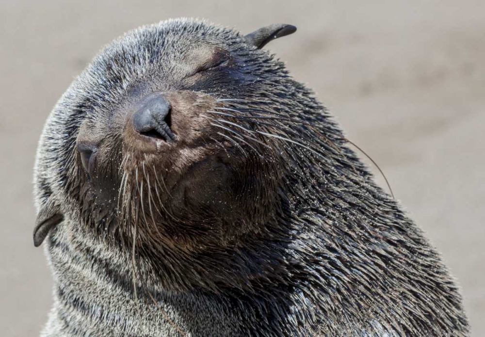 Africa, Namibia, Cape Cross Cape fur seal